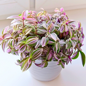 Tradescantia Albiflora Nanouk